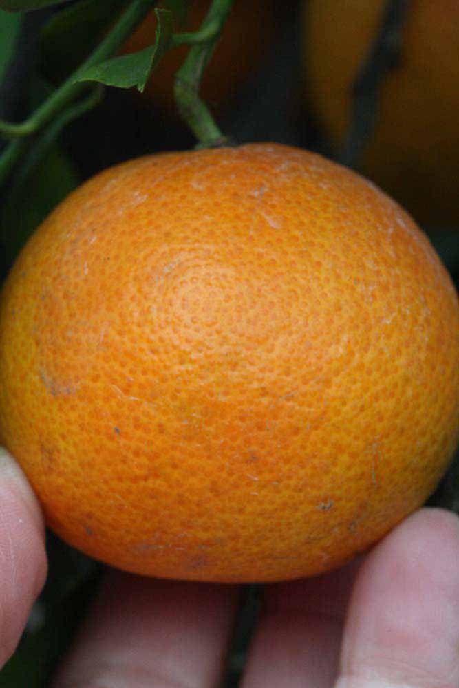            Fruit (Riverside, CA)   